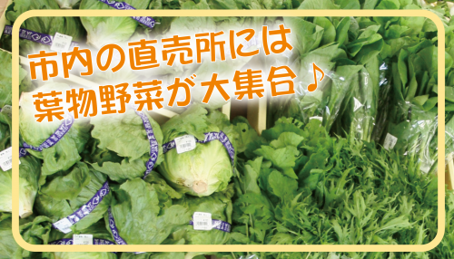 市内の直売所には葉物野菜が大集合！