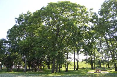 泉の沼公園の写真