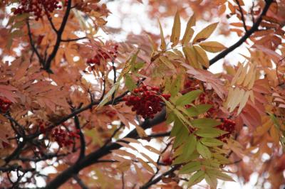 市内の紅葉の写真1