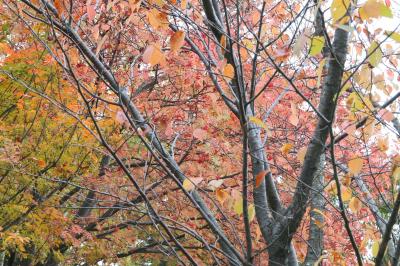 市内の紅葉の写真2