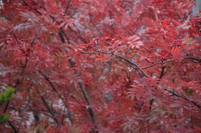 市内の紅葉の写真3