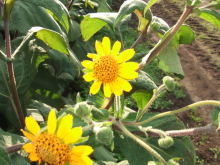 ヤーコンの花の写真です　
