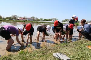 小学生の田植え体験