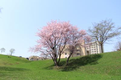 大麻西公園　桜