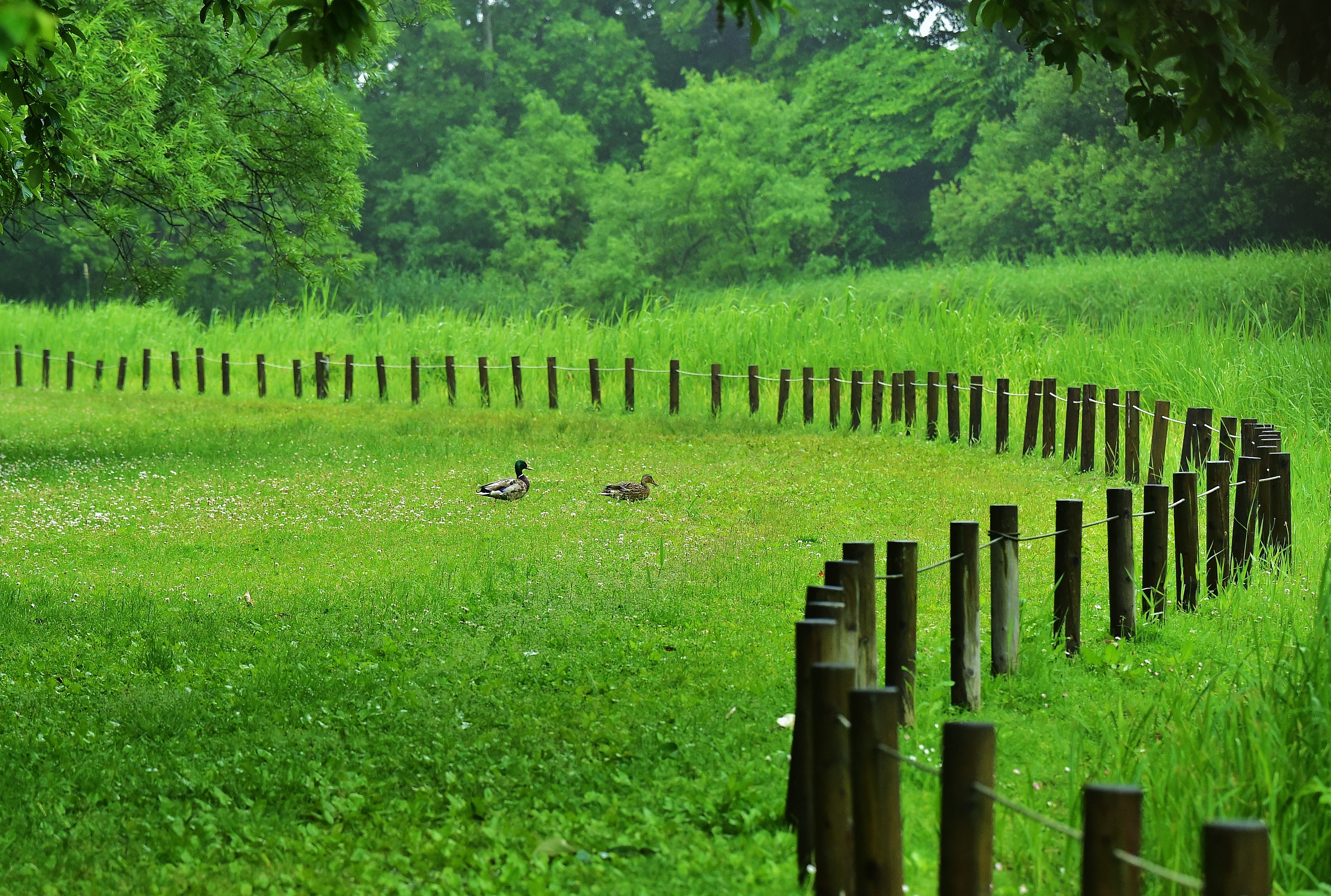 泉の沼公園