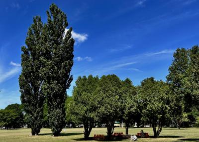 北海道立図書館のポプラのある前庭