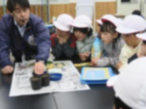 プランターへの定植のようす①