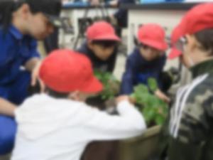 プランターへの定植のようす②